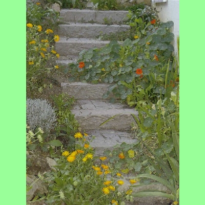 Leistenstein gelb S12H25